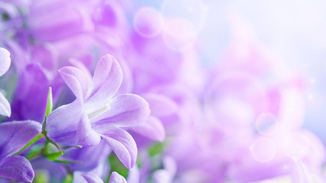 浪漫紫色花朵唯美高清壁纸