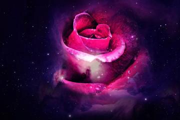 美丽的紫色玫瑰壁纸