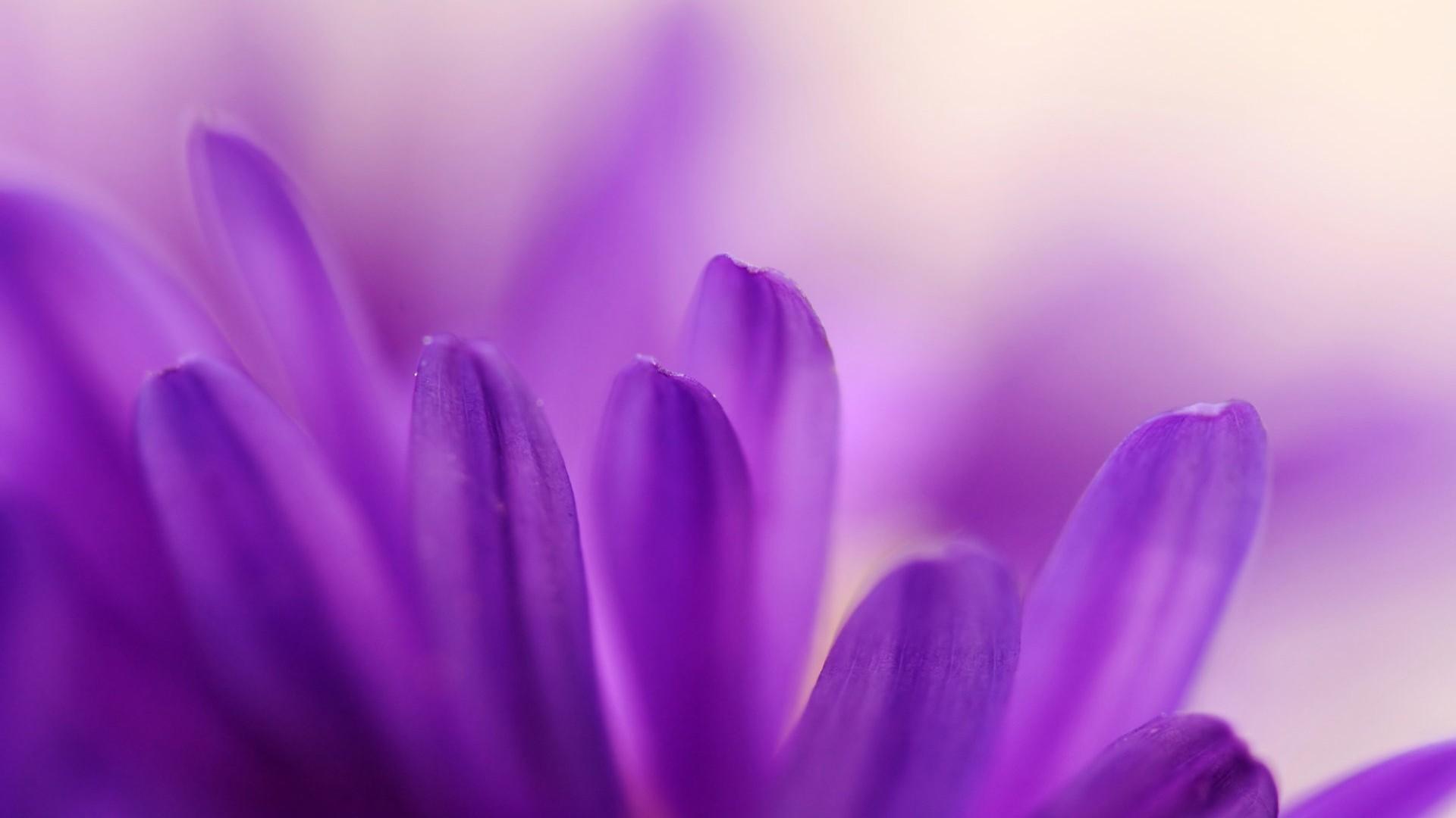 浪漫紫色花朵唯美高清壁纸18
