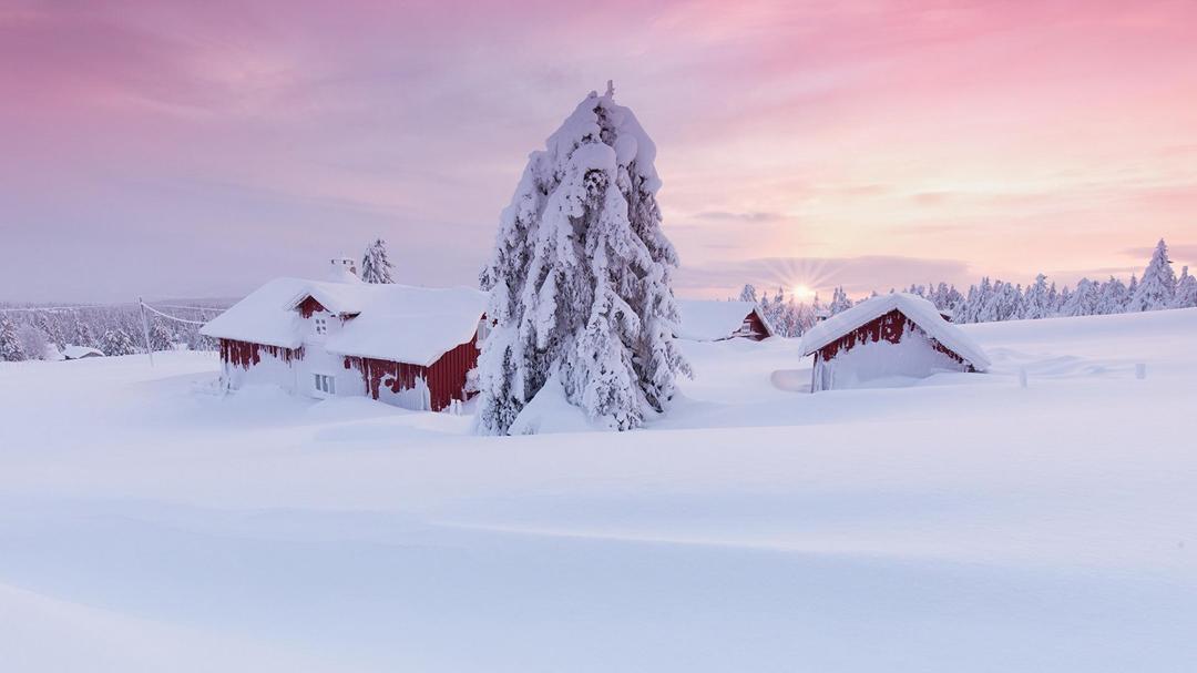 早晨,雪,树,房子,冬天风景图片