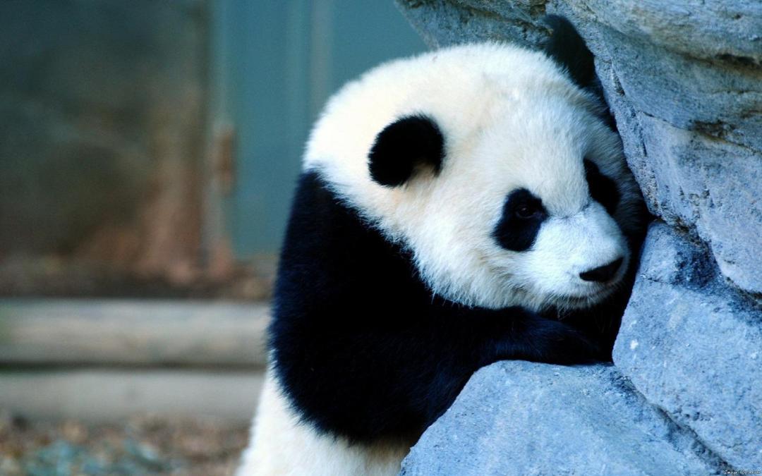 可爱的大熊猫高清壁纸图片