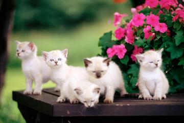 5只可爱小猫桌面背景图片