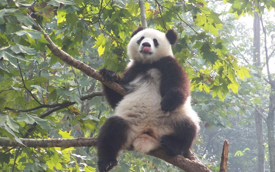 可爱的大熊猫高清壁纸图片
