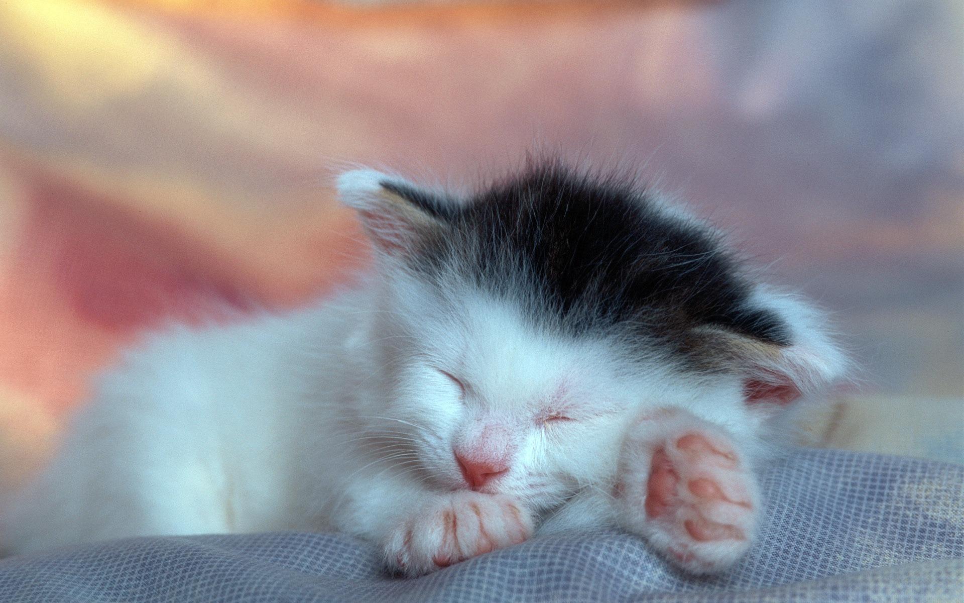 午睡的小猫咪高清壁纸图片16