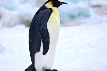 雪地上可爱的企鹅高清动物壁纸图片