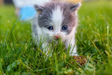 草从中可爱小猫壁纸图片