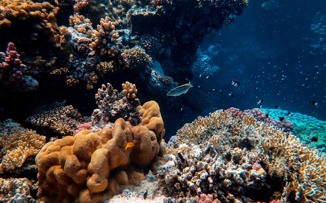 海底世界动态海鱼珊瑚图片壁纸