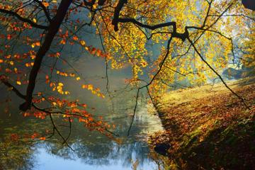 自然，森林，树木，叶子，河水，清晨，风景壁纸