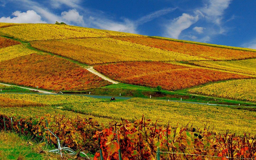 法国秋季美丽的葡萄园风光壁纸