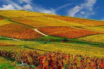 法国秋季美丽的葡萄园风光壁纸