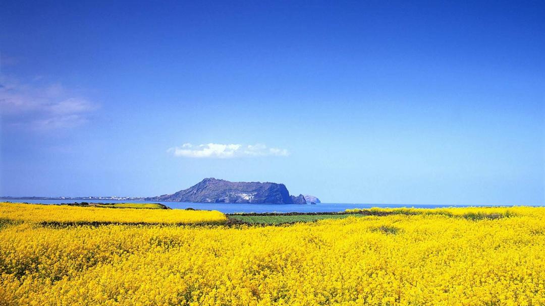 黄色的花海远山高清自然桌面壁纸