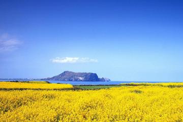 黄色的花海远山高清自然桌面壁纸