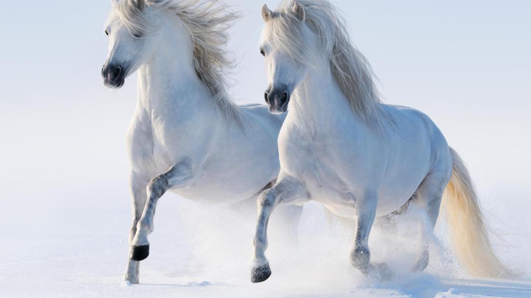 马骏马两只白马跑步步行雪冬天电脑壁纸大图