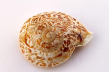 漂亮的贝壳图片