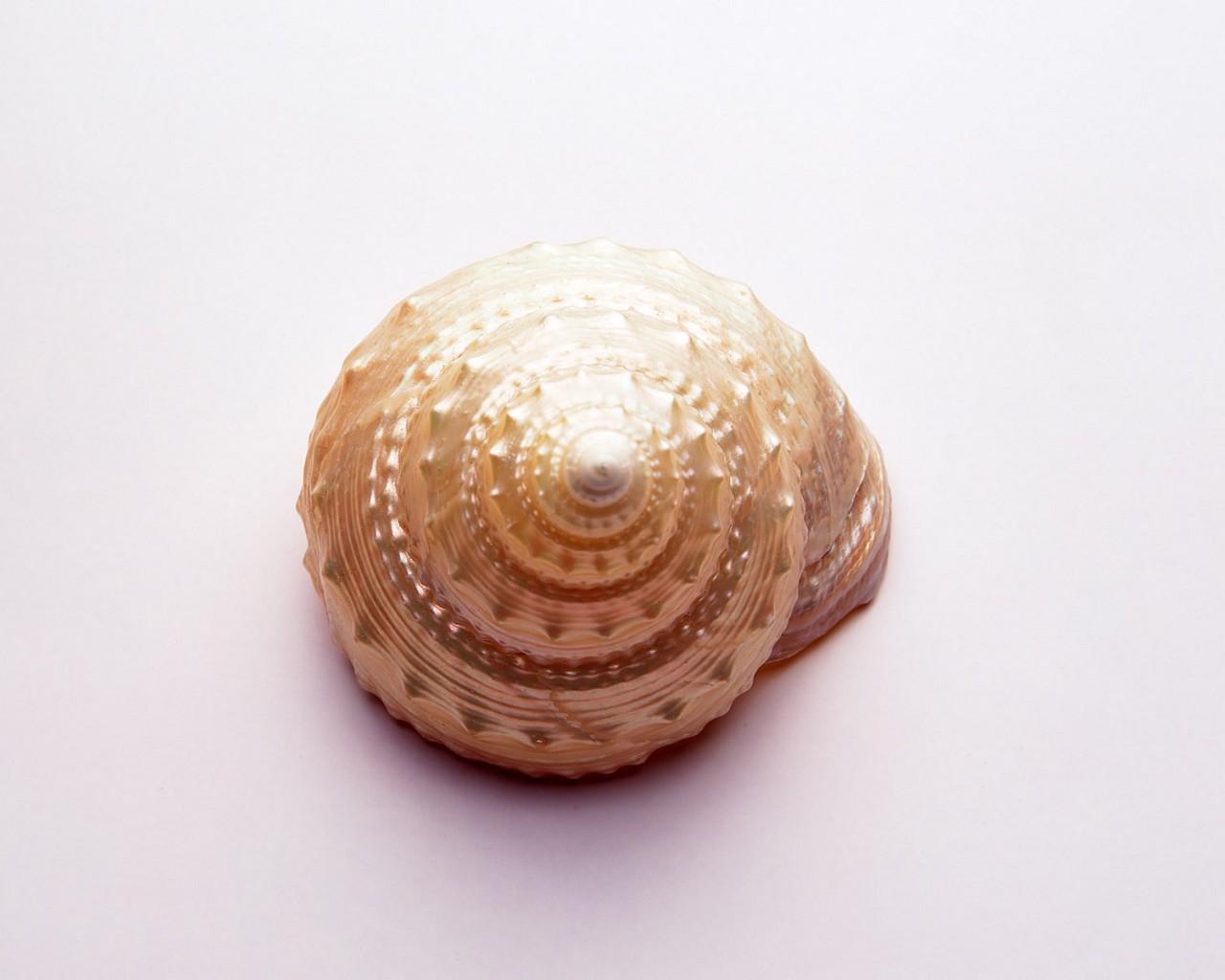 漂亮的贝壳图片11