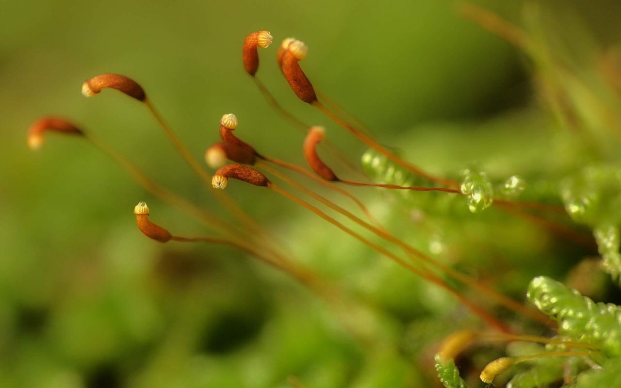 小清晰绿色植物高清壁纸9