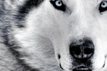 犀利的狼眼高清动物壁纸