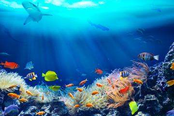 海洋鱼海底世界高清壁纸