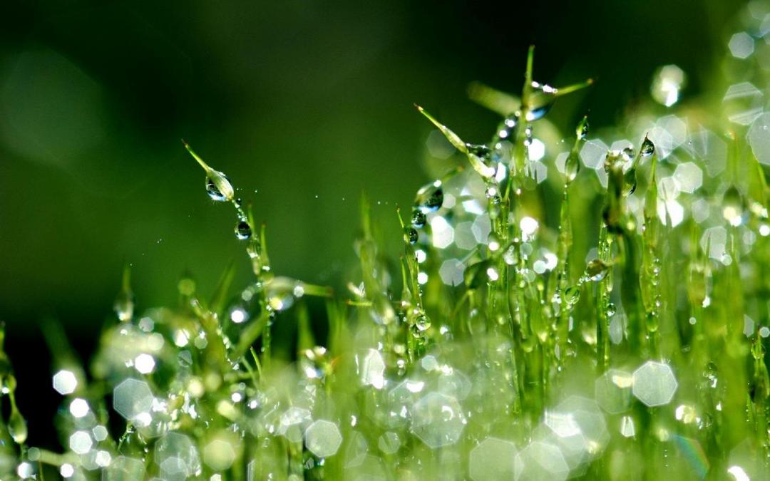 春天的小草绿色护眼桌面壁纸