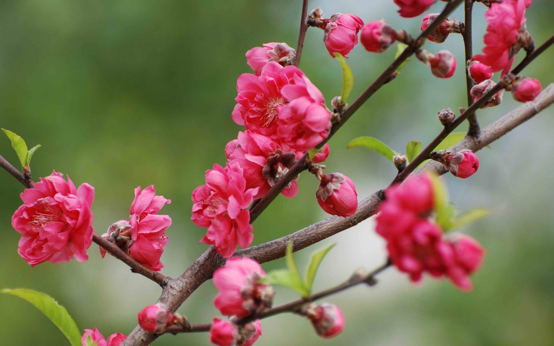 好看的春天桃花高清壁纸图片5