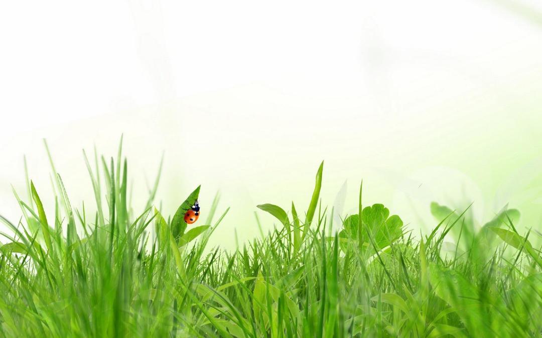 春天的小草绿色护眼桌面壁纸