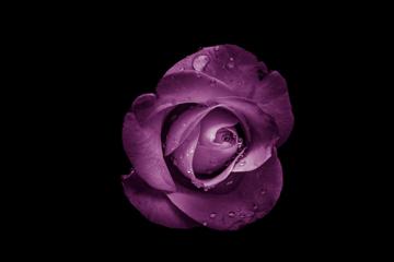 唯美静物摄影紫色的玫瑰高清图片壁纸