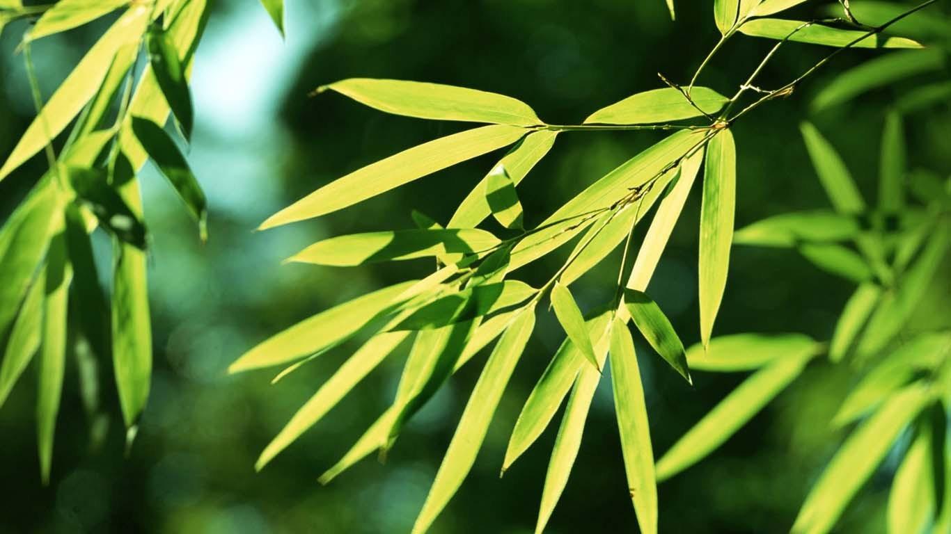 翠绿的竹子植物壁纸6