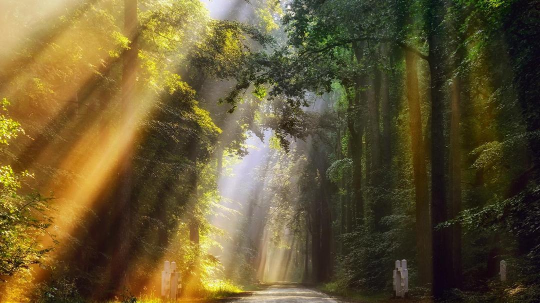 早晨的光线,金色的光,路,森林,自然风景图片