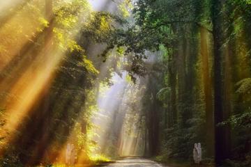 早晨的光线,金色的光,路,森林,自然风景图片