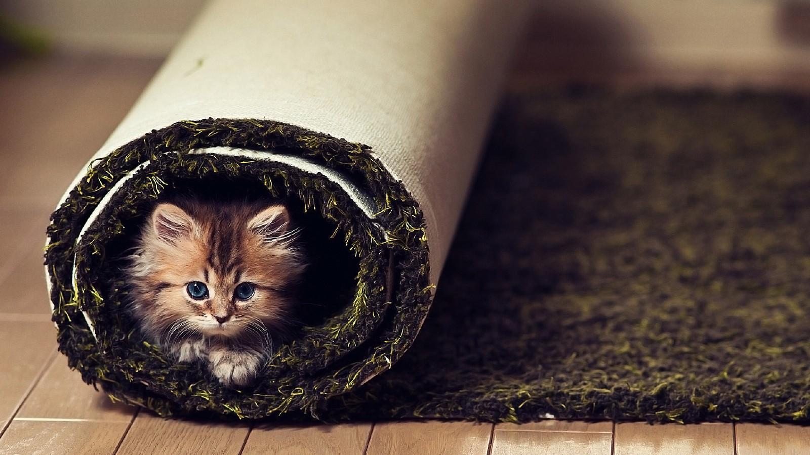 超萌可爱小猫壁纸3