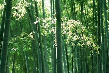 翠绿的竹子植物壁纸