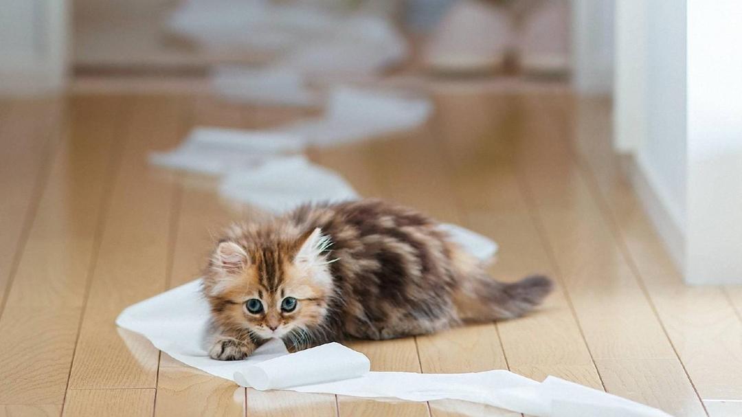 超萌可爱小猫壁纸