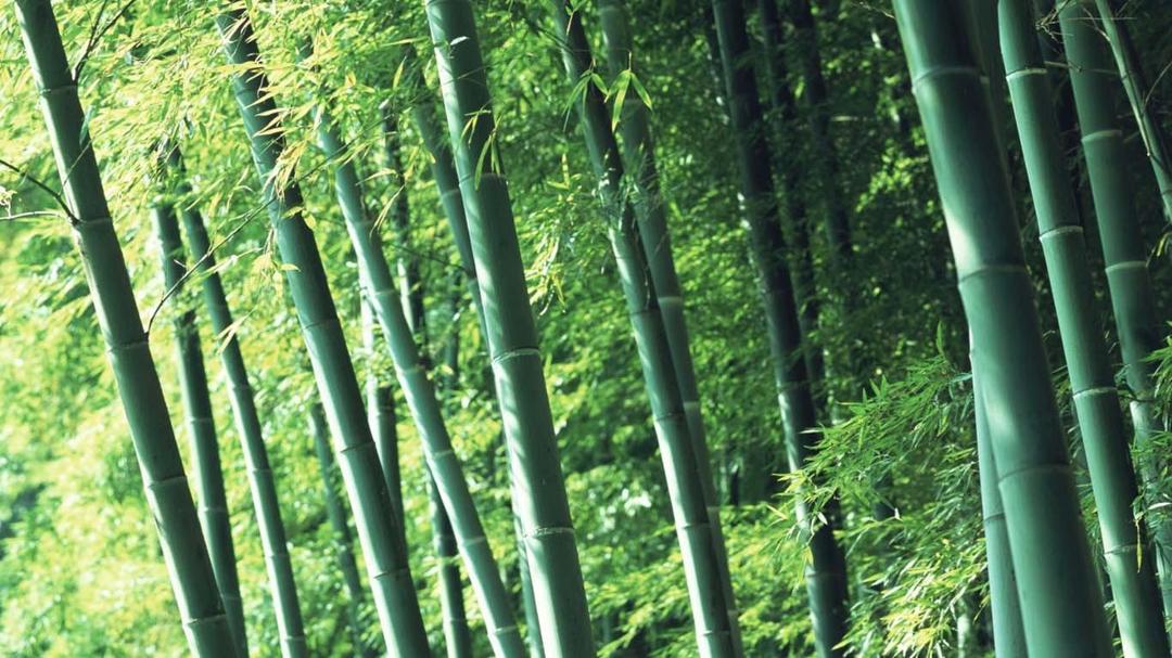 翠绿的竹子植物壁纸