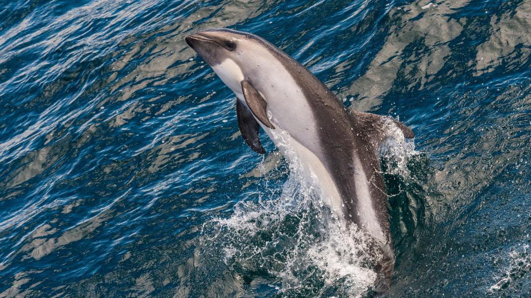 跃出水面的海豚壁纸图片