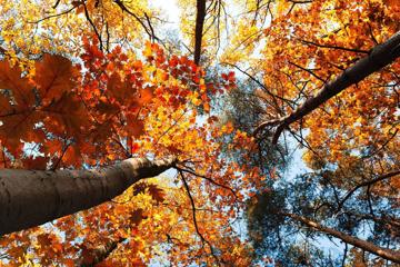 秋天美丽的树林美景桌面壁纸