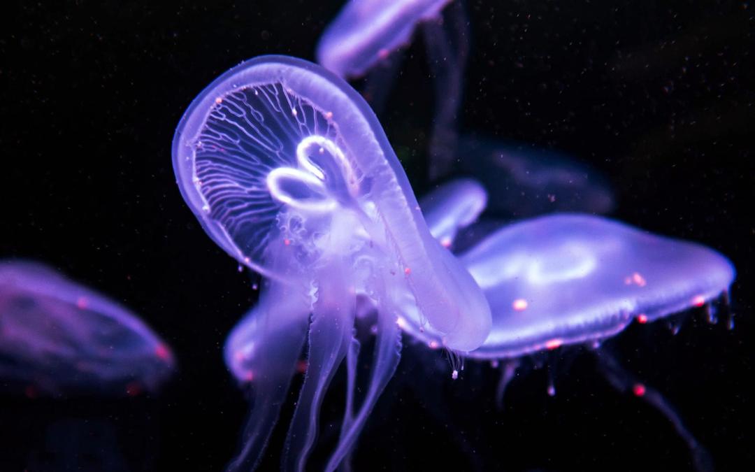 海洋深处的紫光水母图片