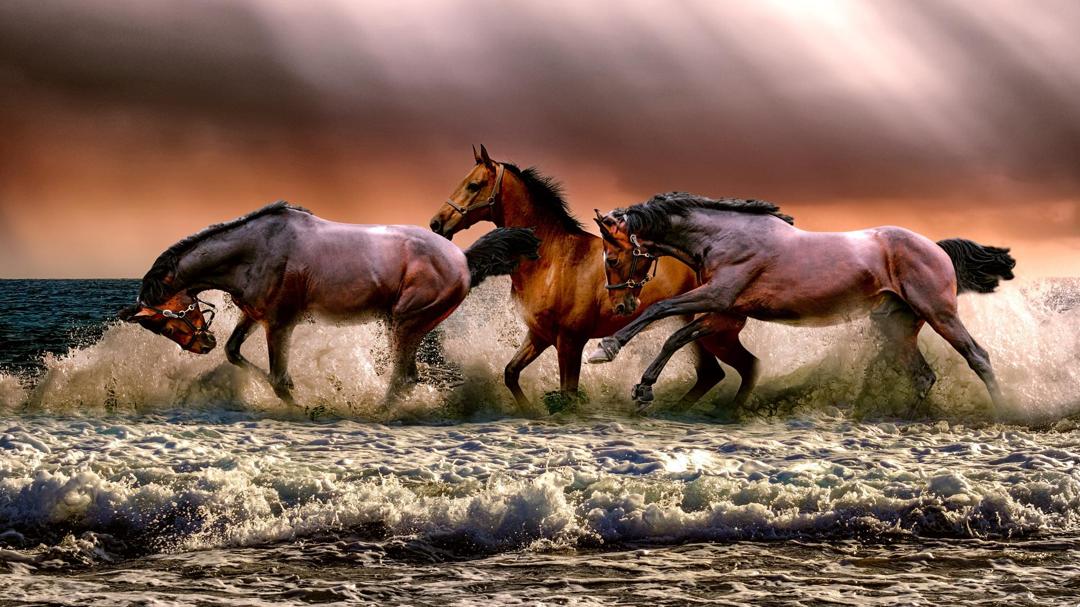 高清海边海水海滩三匹马背景图