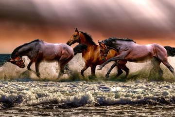高清海边海水海滩三匹马背景图