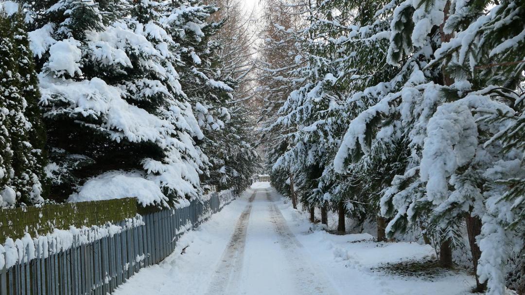 冬季路边树木积雪图片壁纸下载