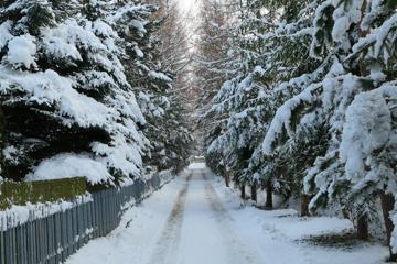 冬季路边树木积雪图片壁纸下载