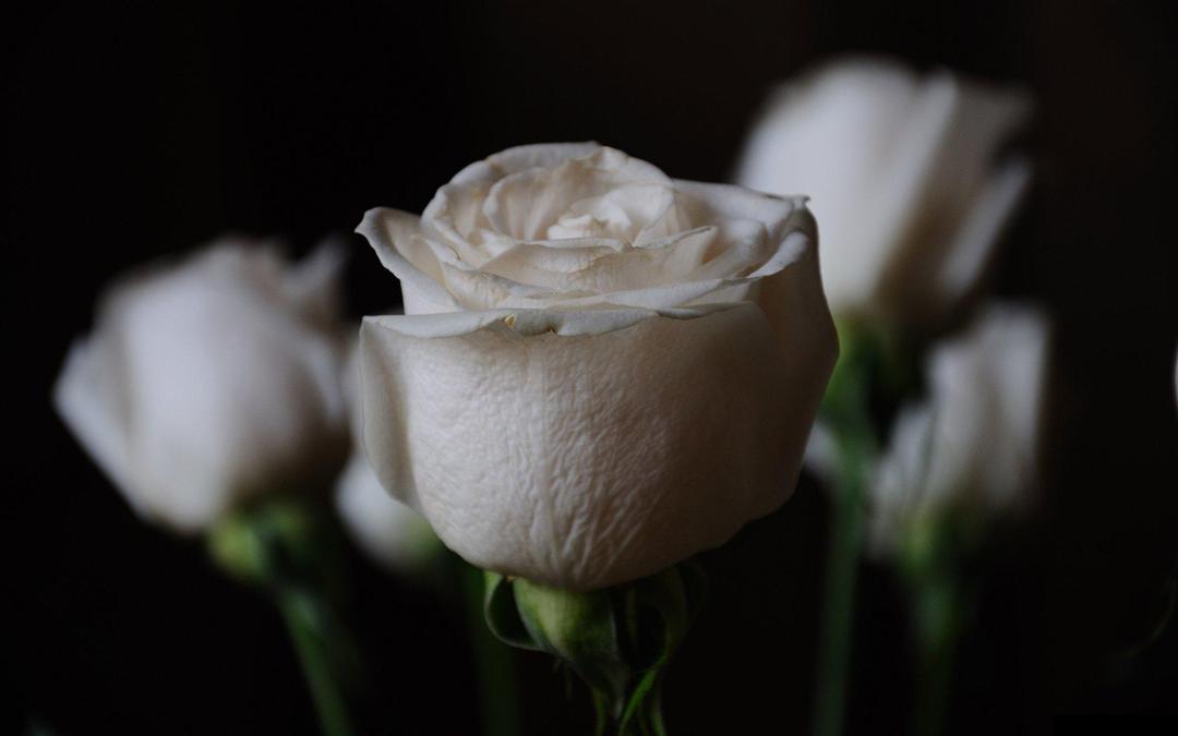 高清唯美白玫瑰桌面壁纸