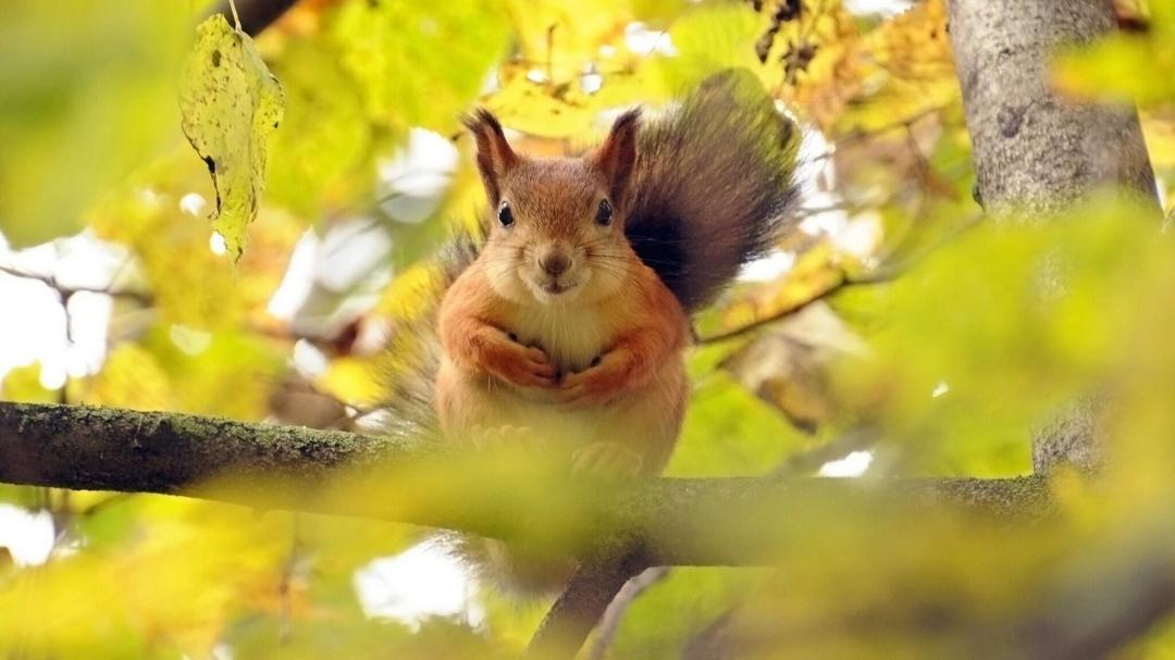 秋天森林里的可爱松鼠壁纸图片