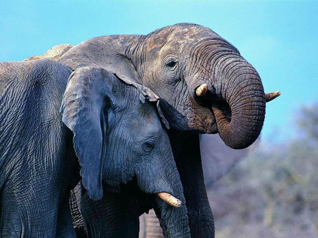 行走的两只非洲大象桌面壁纸