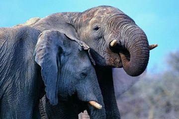 行走的两只非洲大象桌面壁纸