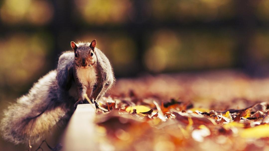 秋天森林里的可爱松鼠壁纸图片