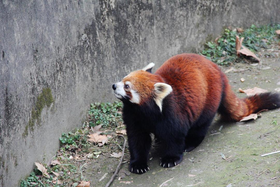 小熊猫超萌壁纸