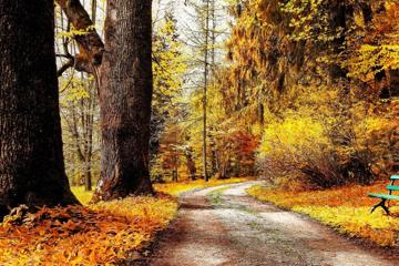 秋季森林小路唯美风景桌面壁纸