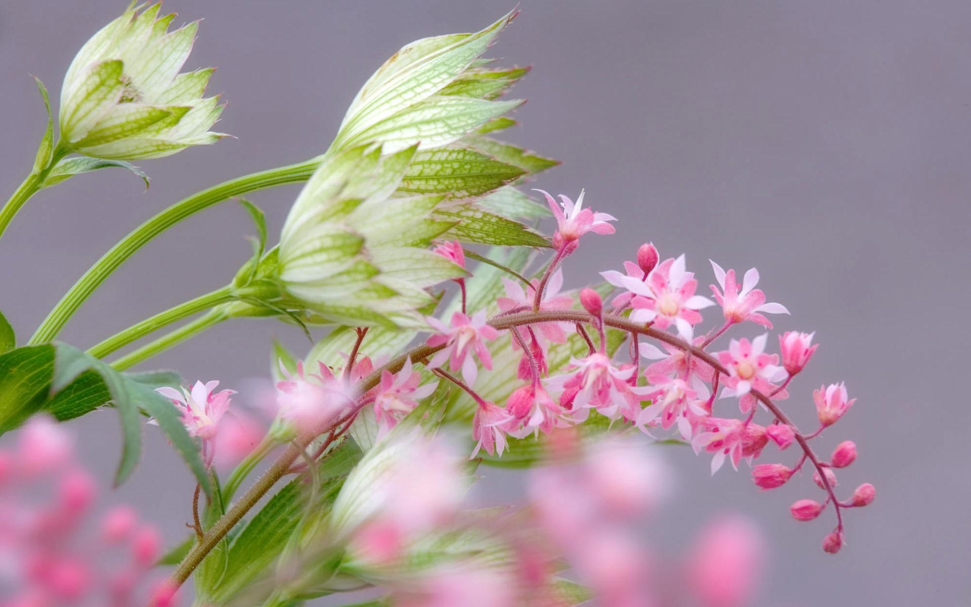 高清宽屏鲜花壁纸图片8