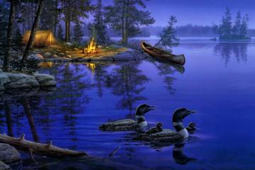 在地球另一边,夜晚,湖,野鸭图片