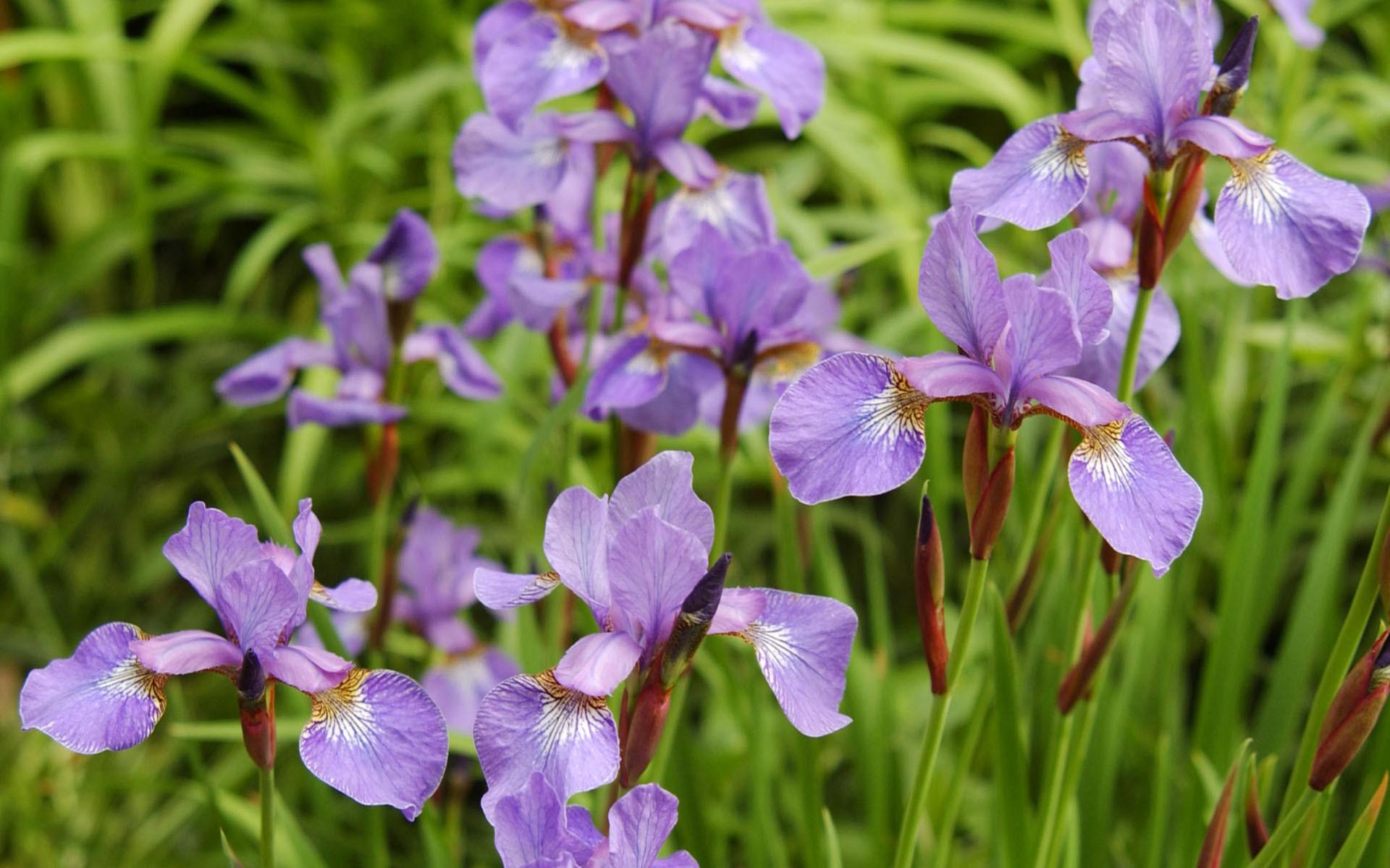 高清宽屏鲜花壁纸图片6